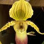 Orchidées