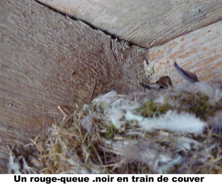 01Un rouge-queue .noir en train de couver