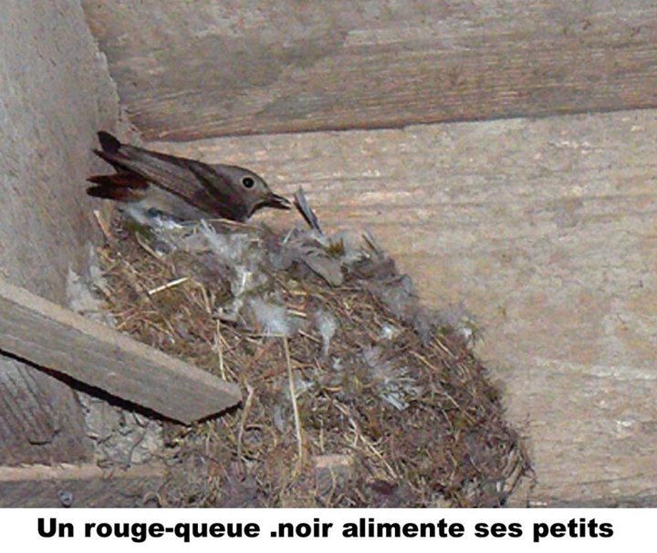 02 Un rouge-queue .noir alimente ses petits