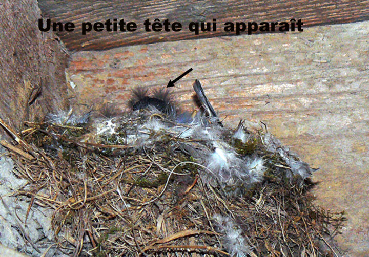 03 Une petite tête qui apparaît