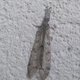 Animal inconnu