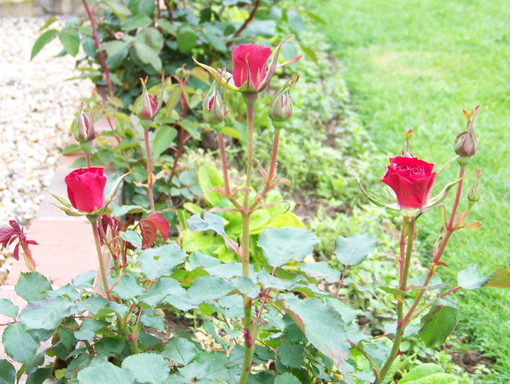 1er rose de l'année