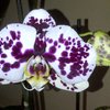 Mes orchid&eacute;es