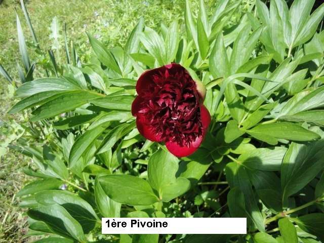 1ère pivoine