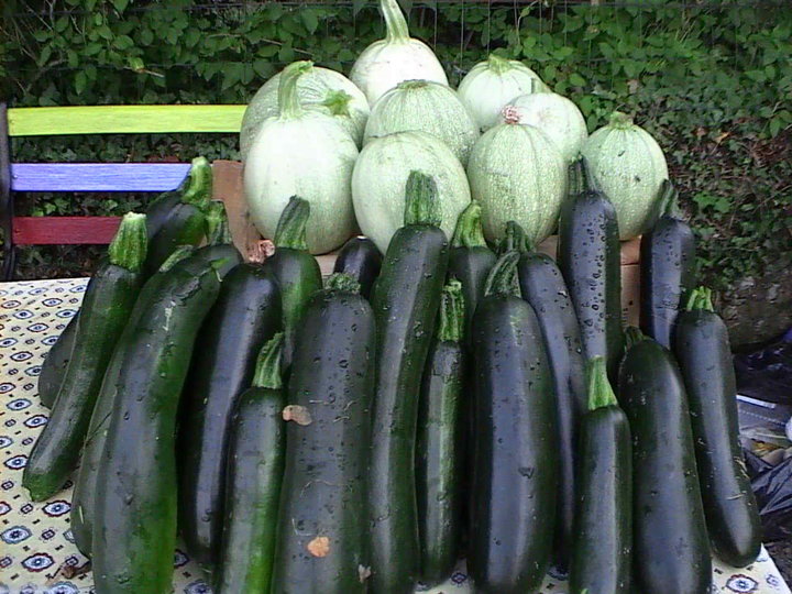 1ere récolte de courgette !!