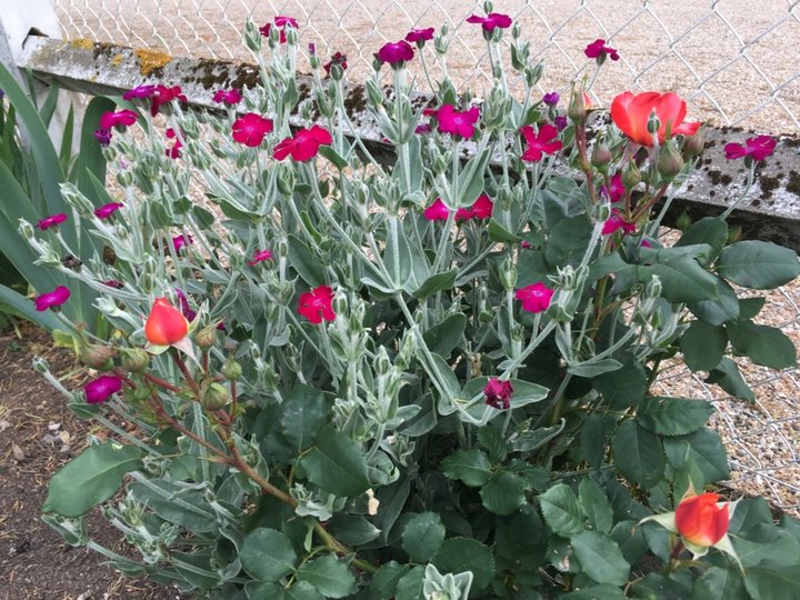 2018-05 19 Lychnis et rosier nain en mélange