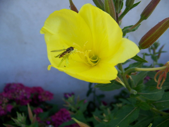 2ème photos OENOTHERA BIENNIS