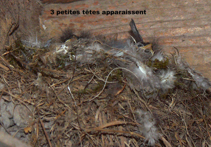 3 petites têtes apparaissent