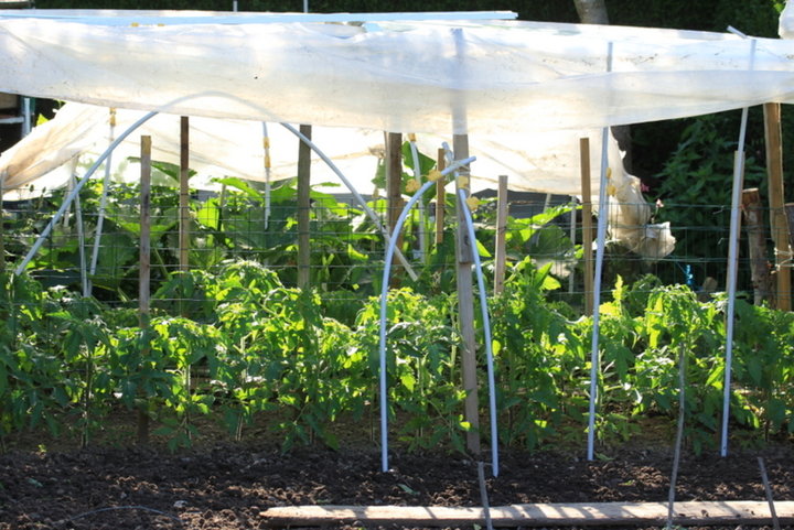 40 Pieds de tomate