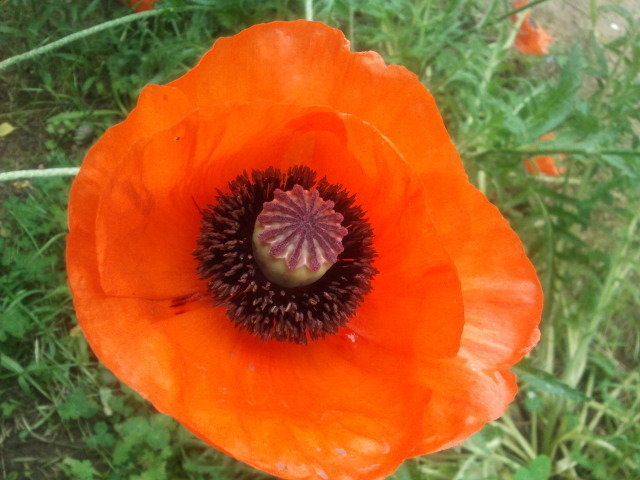 ...à la fleur rouge et au coeur noir