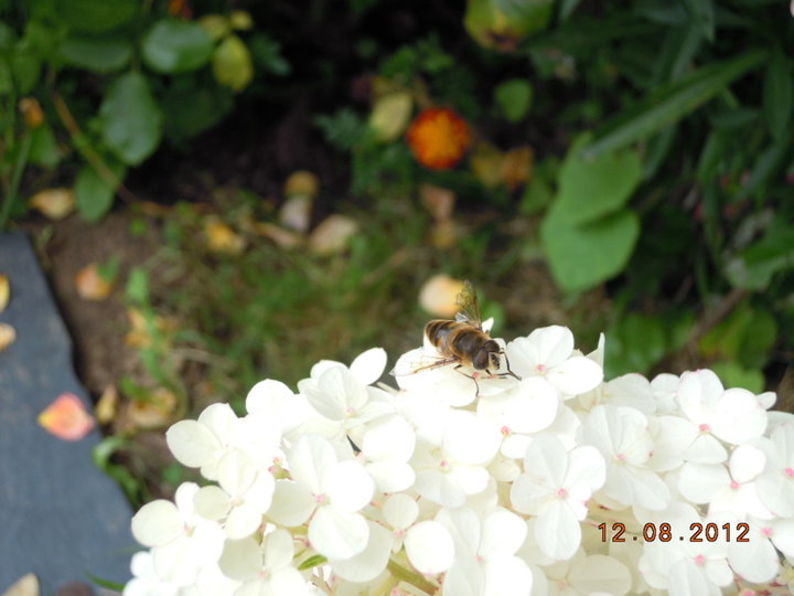 Abeille