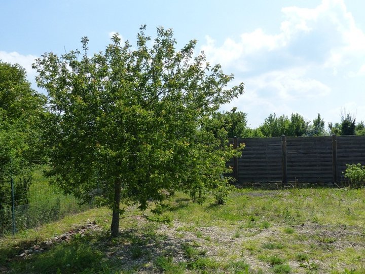 Abricotier Planté en 2010.