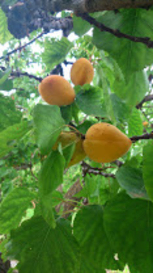 Abricots