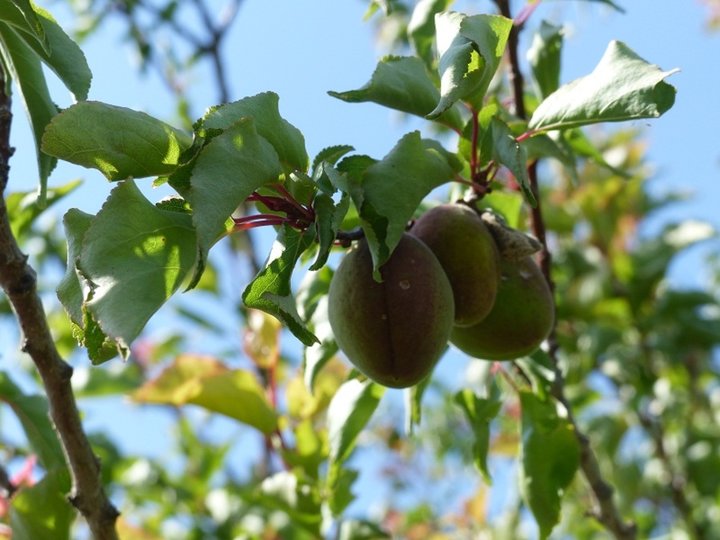 Abricots!