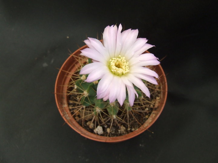 Acanthocalycium