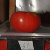 En 2004, mes 52 vari&eacute;t&eacute;s de tomates