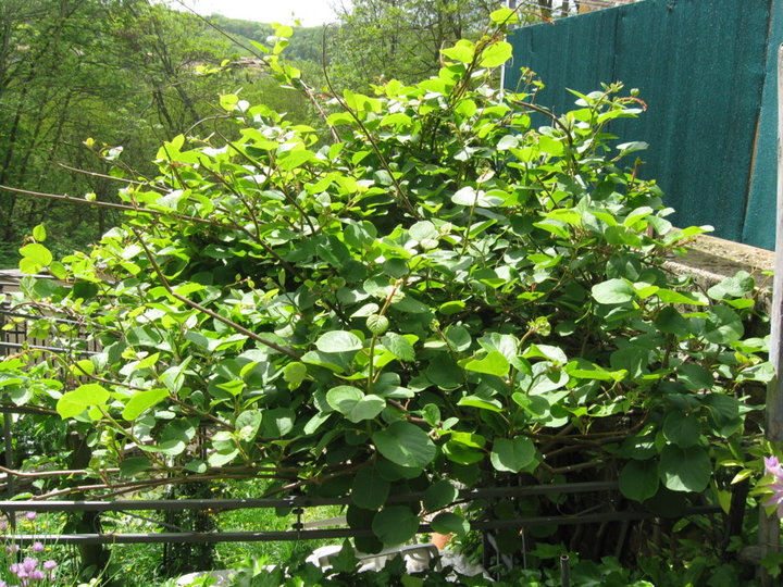 Actinidia ( kiwi)