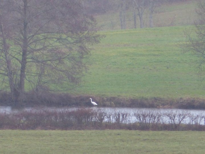 Aigrette blanche.