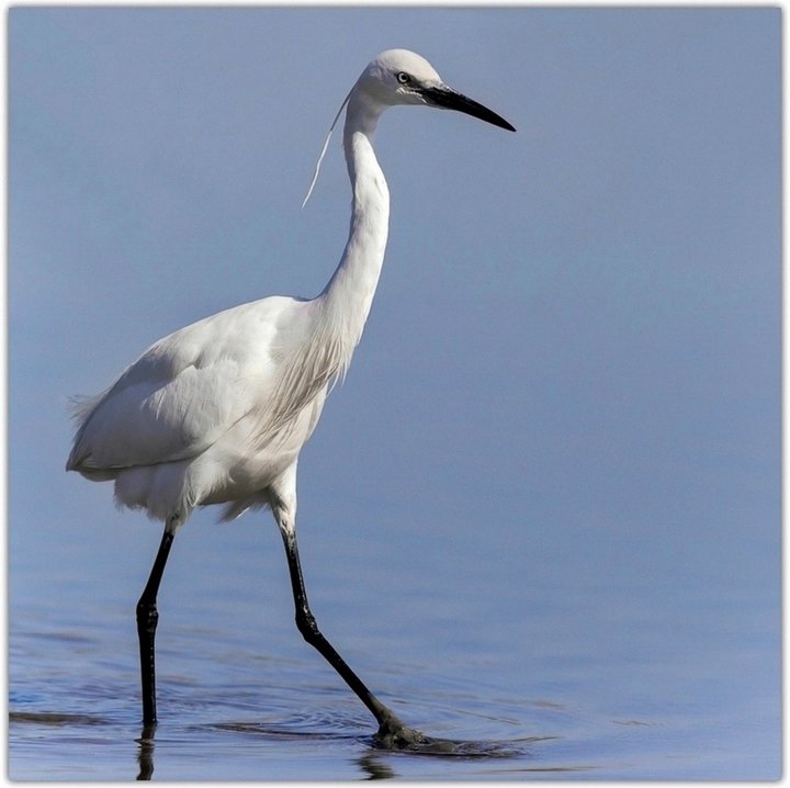 Aigrette garzette