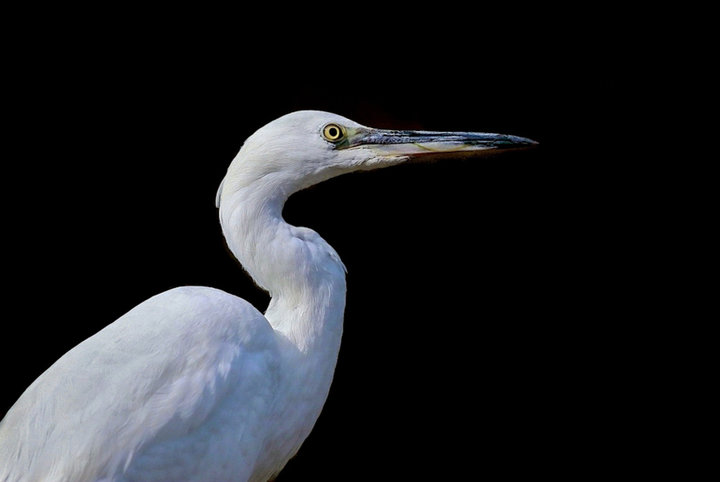 Aigrette garzette