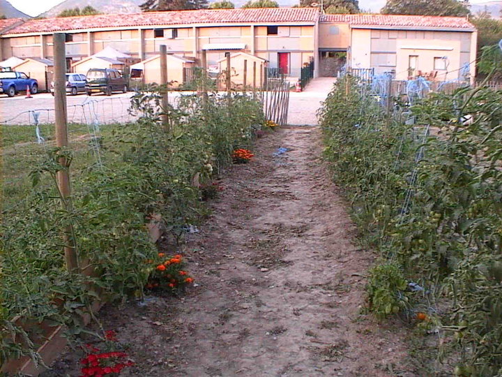 Allée de tomate