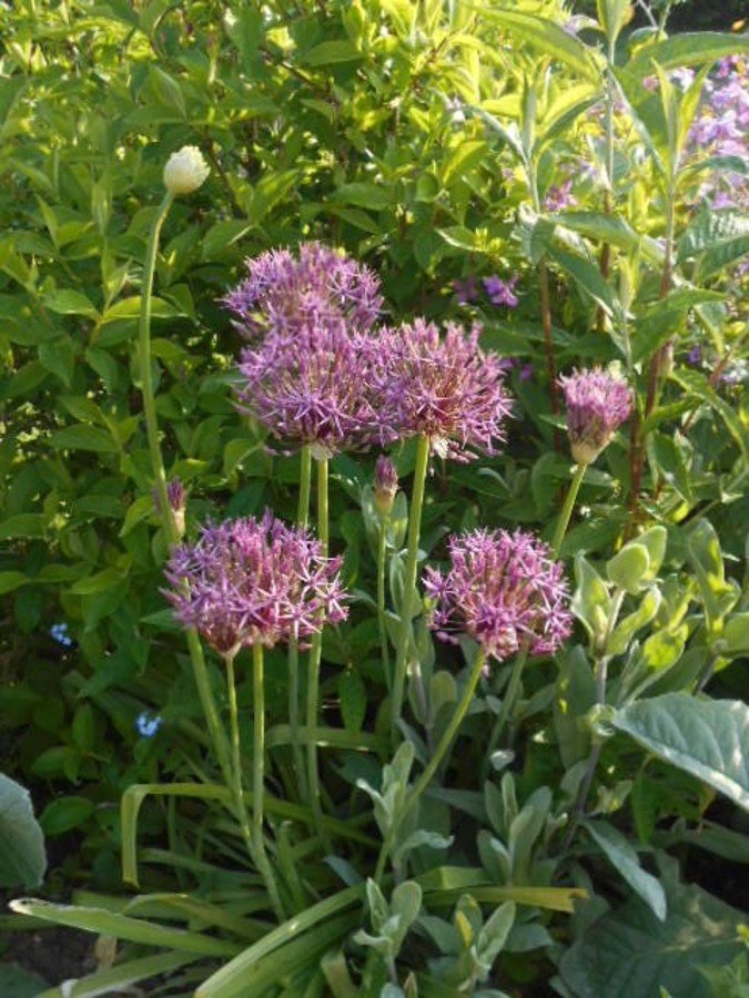 Alliums