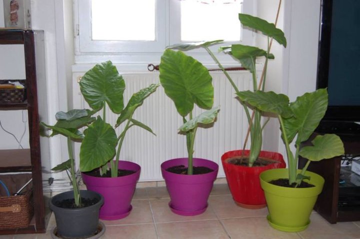 Alocasia bouture