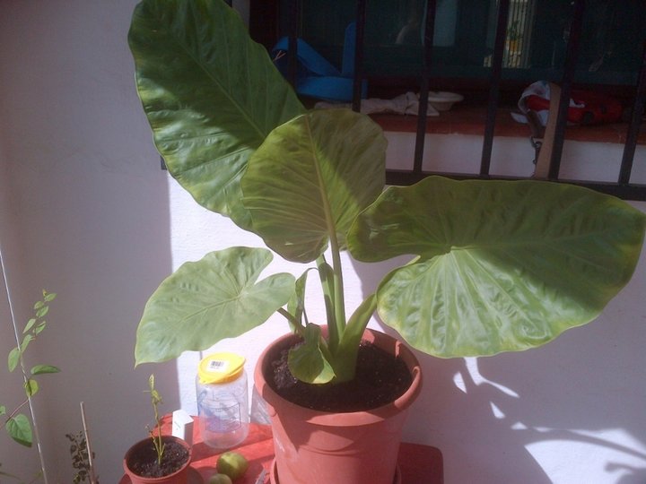 Alocasia , oreille d'elephant