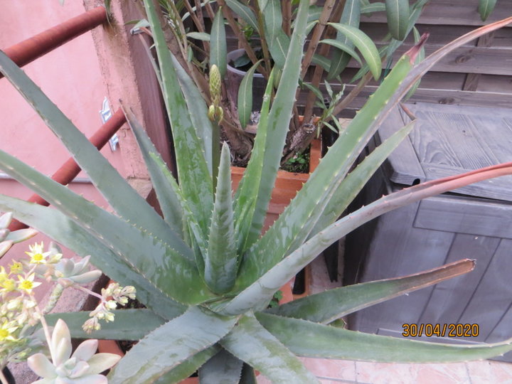 Aloe vera