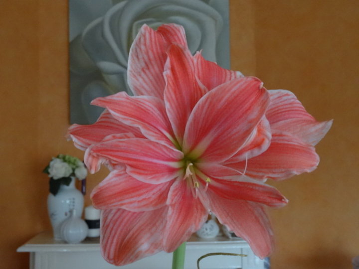 Amaryllis