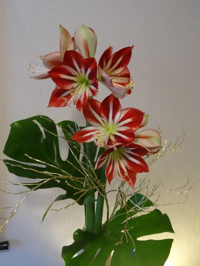 Amaryllis