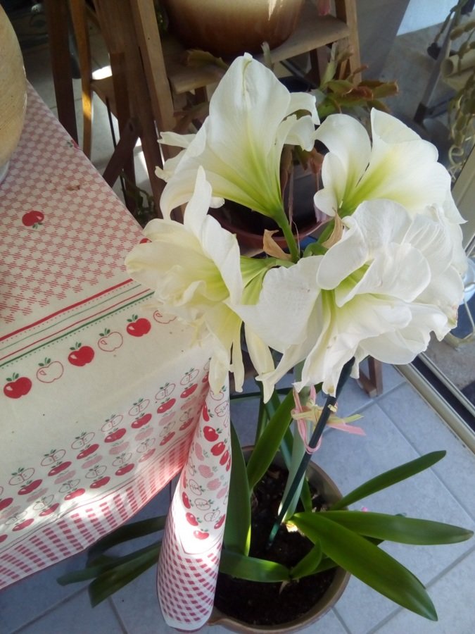 Amaryllis