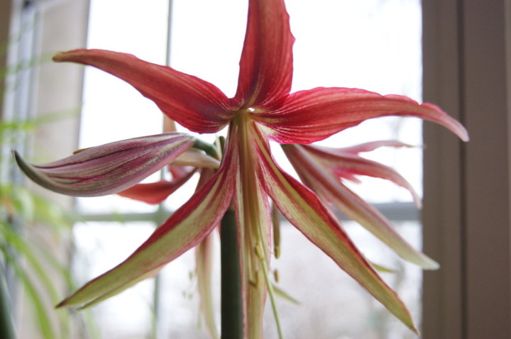 Amaryllis Merenque