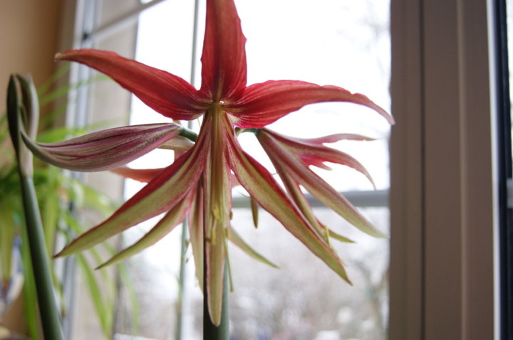 Amaryllis Merenque