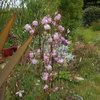 Fleurs de juin au jardin