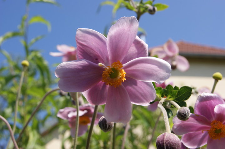 Anemone du Japon