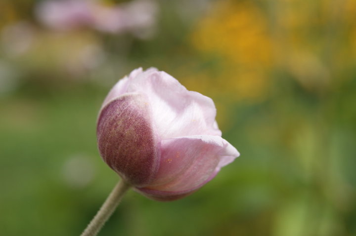 Anemone du Japon