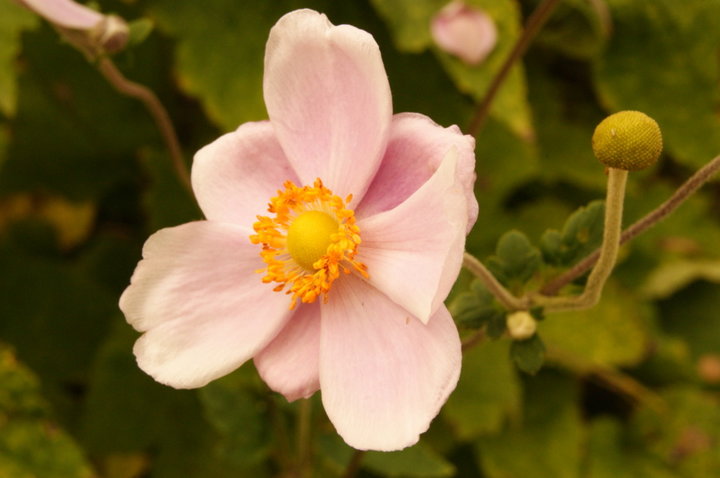 Anemone du Japon