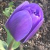Le printemps arrive