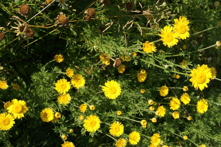 ANTHEMIS tinctoria