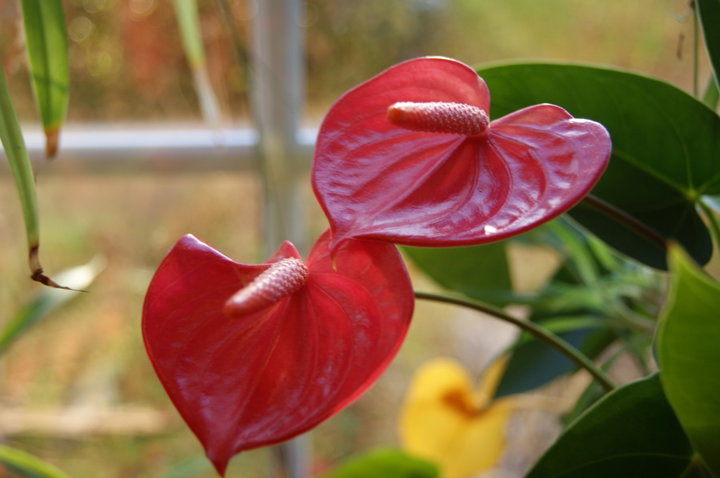 Anthurium