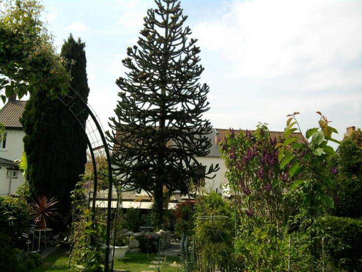 Araucaria