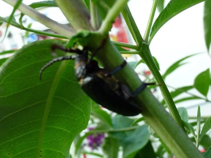 Arbre à papillon attire des dizaines d'insectes différents