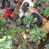 Arbres de Jade
