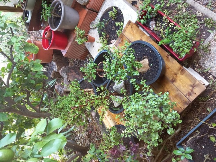 Arbres de Jade