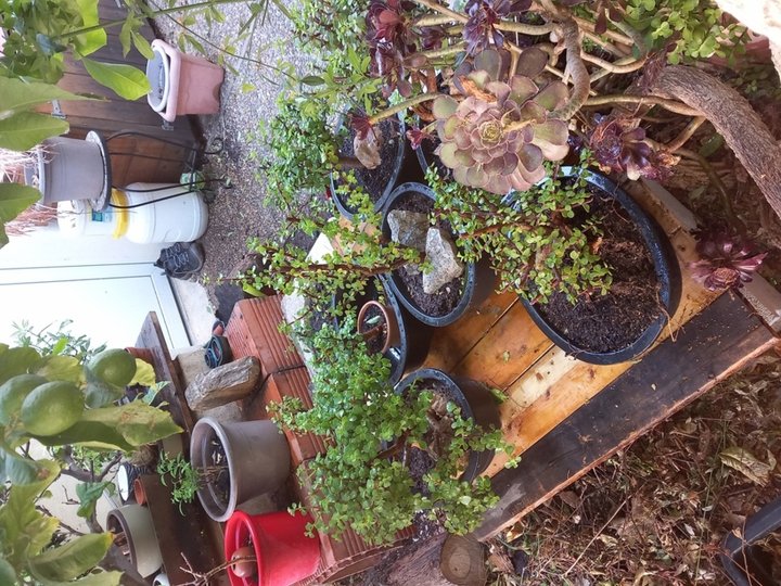 Arbres de Jade