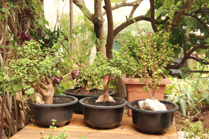Arbres de Jade