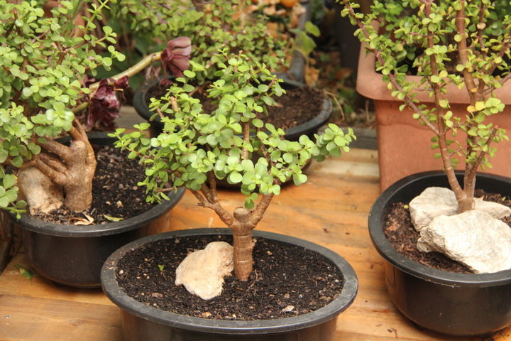 Arbres de Jade