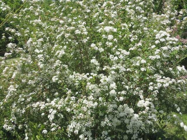 Arbuste en fleurs