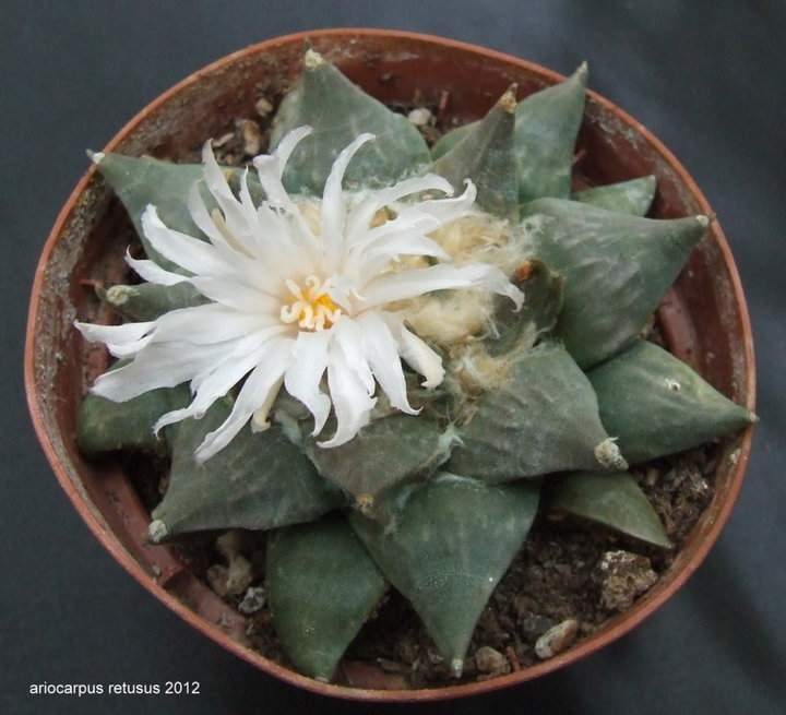 Ariocarpus